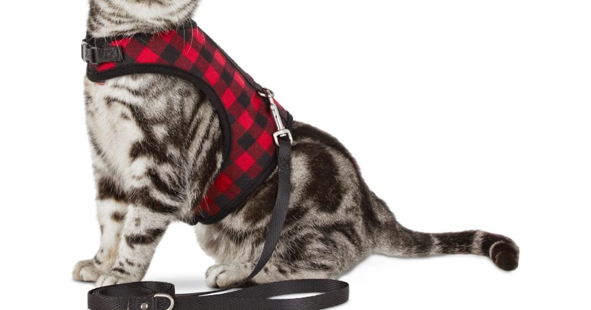 The Benefits of Using a Tactical Cat Harnes